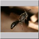 Psenulus sp - Grabwespe 06b 8-9mm.jpg